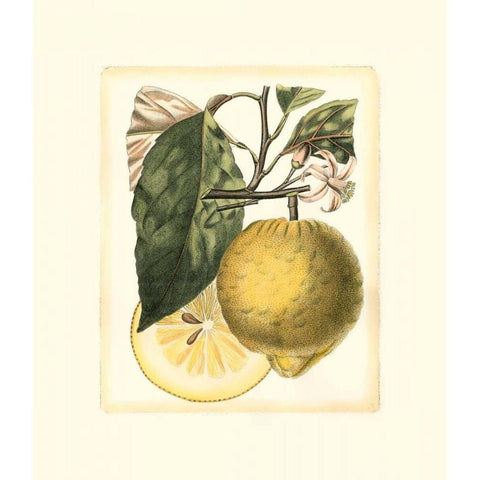 French Lemon Study I Black Modern Wood Framed Art Print with Double Matting by Risso, A.