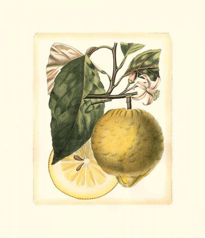 French Lemon Study I White Modern Wood Framed Art Print with Double Matting by Risso, A.