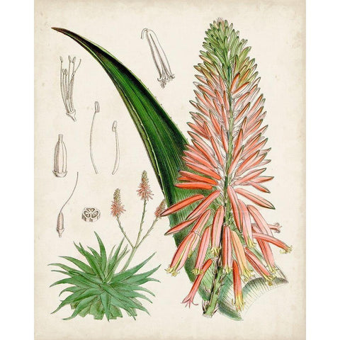 Delicate Tropicals I White Modern Wood Framed Art Print by Curtis