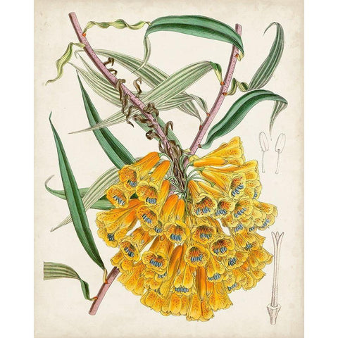 Delicate Tropicals VI Gold Ornate Wood Framed Art Print with Double Matting by Curtis