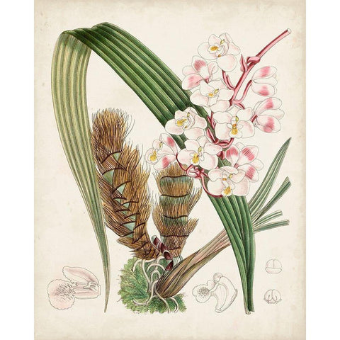 Delicate Tropicals VIII Gold Ornate Wood Framed Art Print with Double Matting by Curtis