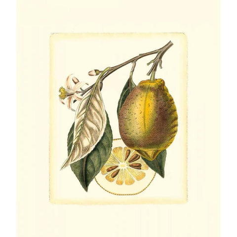 French Lemon Study II White Modern Wood Framed Art Print by Risso, A.