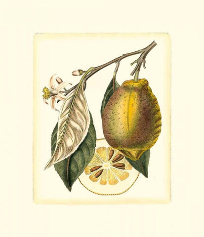 French Lemon Study II Black Ornate Wood Framed Art Print with Double Matting by Risso, A.