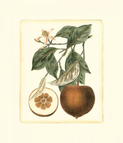 French Orange Study II Black Ornate Wood Framed Art Print with Double Matting by Risso, A.