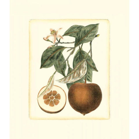 French Orange Study II Black Modern Wood Framed Art Print by Risso, A.