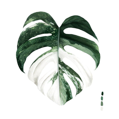 Variegated Monstera I White Modern Wood Framed Art Print with Double Matting by Popp, Grace