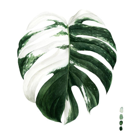 Variegated Monstera II White Modern Wood Framed Art Print with Double Matting by Popp, Grace