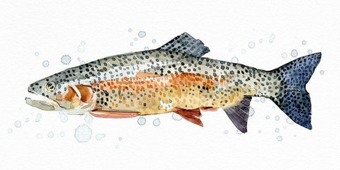 Watercolor Rainbow Trout II White Modern Wood Framed Art Print with Double Matting by Caroline, Emma