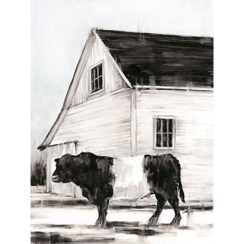 Belted Galloway II White Modern Wood Framed Art Print by Harper, Ethan