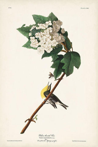 Pl. 119 Yellow-throated Vireo White Modern Wood Framed Art Print with Double Matting by Audubon, John James