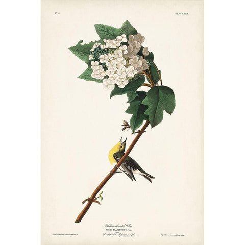 Pl. 119 Yellow-throated Vireo Gold Ornate Wood Framed Art Print with Double Matting by Audubon, John James