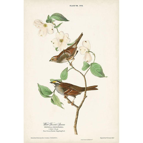 Pl.8 White-throated Sparrow Gold Ornate Wood Framed Art Print with Double Matting by Audubon, John James