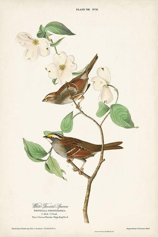 Pl.8 White-throated Sparrow White Modern Wood Framed Art Print with Double Matting by Audubon, John James