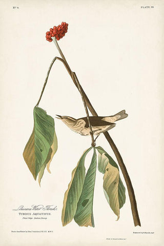 Pl. 19 Louisiana Water Thrush Black Ornate Wood Framed Art Print with Double Matting by Audubon, John James