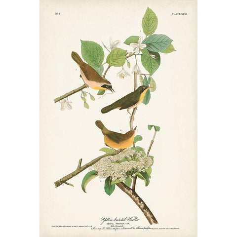 Pl. 23 Yellow-breasted Warbler Black Modern Wood Framed Art Print with Double Matting by Audubon, John James