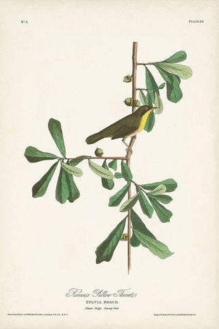 Pl. 24 Roscoes Yellow Throat White Modern Wood Framed Art Print with Double Matting by Audubon, John James