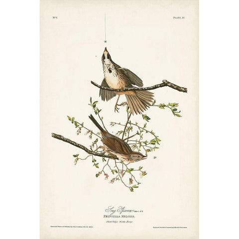 Pl. 25 Song Sparrow Gold Ornate Wood Framed Art Print with Double Matting by Audubon, John James