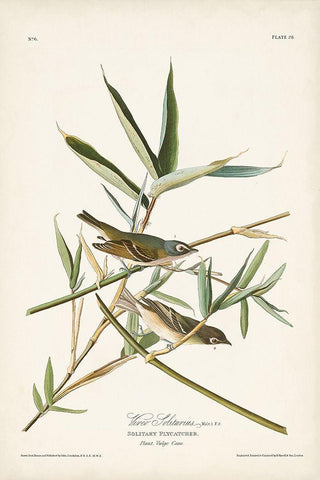 Pl. 28 Vireo Solitarius White Modern Wood Framed Art Print with Double Matting by Audubon, John James