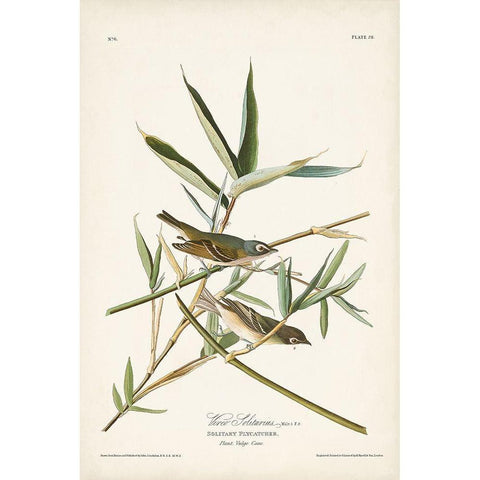 Pl. 28 Vireo Solitarius White Modern Wood Framed Art Print by Audubon, John James