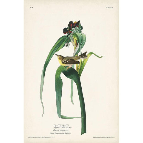 Pl. 30 Vigors Vireo Gold Ornate Wood Framed Art Print with Double Matting by Audubon, John James