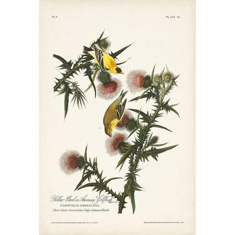 Pl. 33 American Gold Finch Gold Ornate Wood Framed Art Print with Double Matting by Audubon, John James