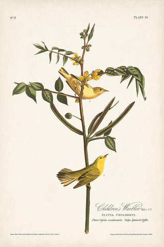 Pl. 35 Childrens Warbler White Modern Wood Framed Art Print with Double Matting by Audubon, John James