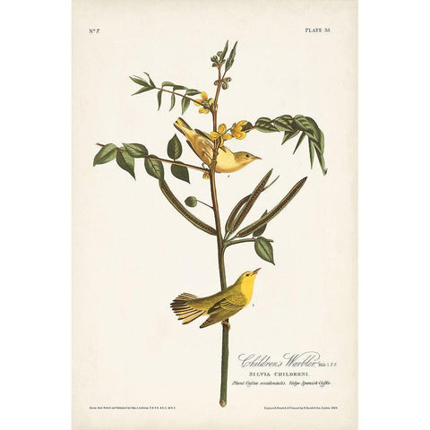 Pl. 35 Childrens Warbler Gold Ornate Wood Framed Art Print with Double Matting by Audubon, John James