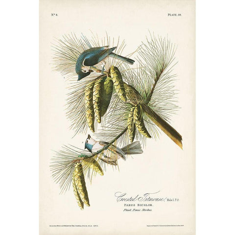 Pl. 39 Crested Titmouse White Modern Wood Framed Art Print by Audubon, John James