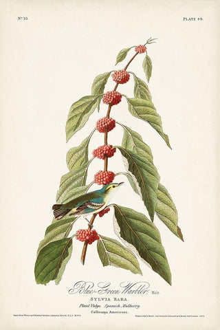 Pl. 49 Blue- Green Warbler Black Ornate Wood Framed Art Print with Double Matting by Audubon, John James