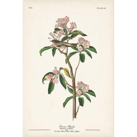 Pl. 55 Cuviers Regulus White Modern Wood Framed Art Print by Audubon, John James