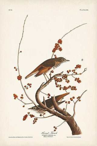 Pl. 58 Hermit Thrush White Modern Wood Framed Art Print with Double Matting by Audubon, John James