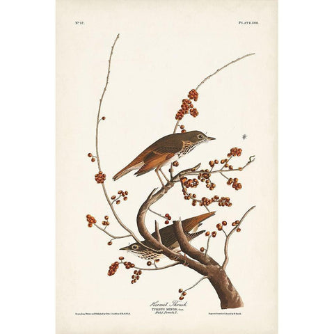 Pl. 58 Hermit Thrush Gold Ornate Wood Framed Art Print with Double Matting by Audubon, John James