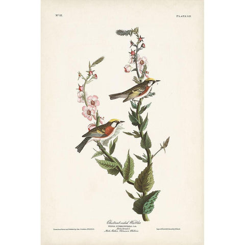 Pl. 59 Chestnut-sided Warbler Black Modern Wood Framed Art Print with Double Matting by Audubon, John James