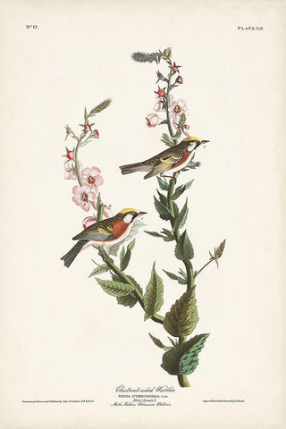 Pl. 59 Chestnut-sided Warbler Black Ornate Wood Framed Art Print with Double Matting by Audubon, John James