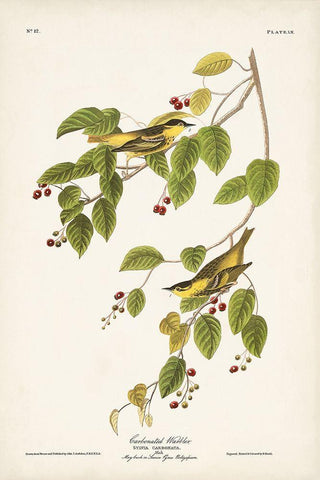 Pl. 60 Carbonated Warbler White Modern Wood Framed Art Print with Double Matting by Audubon, John James