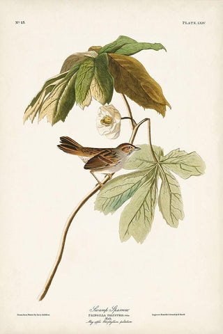 Pl. 64 Swamp Sparrow Black Ornate Wood Framed Art Print with Double Matting by Audubon, John James