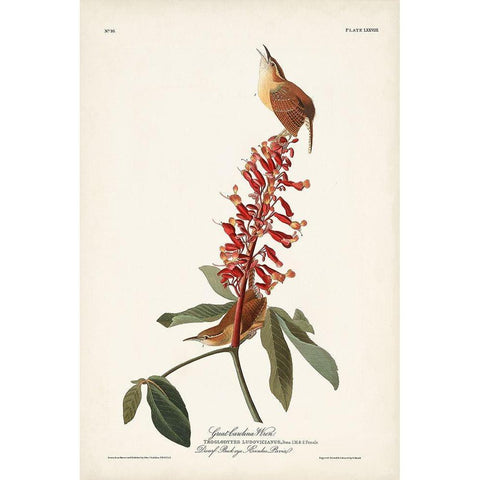 Pl. 78 Great Carolina Wren Gold Ornate Wood Framed Art Print with Double Matting by Audubon, John James