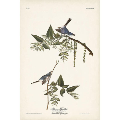 Pl. 84 Bluegrey Flycatcher Gold Ornate Wood Framed Art Print with Double Matting by Audubon, John James