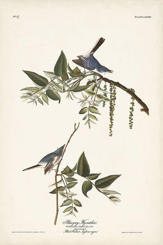 Pl. 84 Bluegrey Flycatcher White Modern Wood Framed Art Print with Double Matting by Audubon, John James