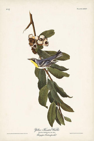 Pl. 85 Yellow-throated Warbler Black Ornate Wood Framed Art Print with Double Matting by Audubon, John James