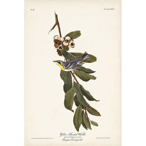 Pl. 85 Yellow-throated Warbler White Modern Wood Framed Art Print by Audubon, John James