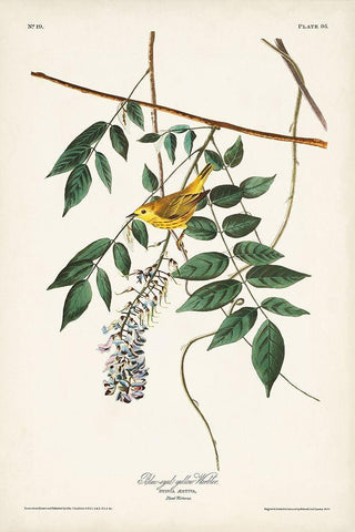 Pl. 95 Blue-eyed Yellow Warbler Black Ornate Wood Framed Art Print with Double Matting by Audubon, John James