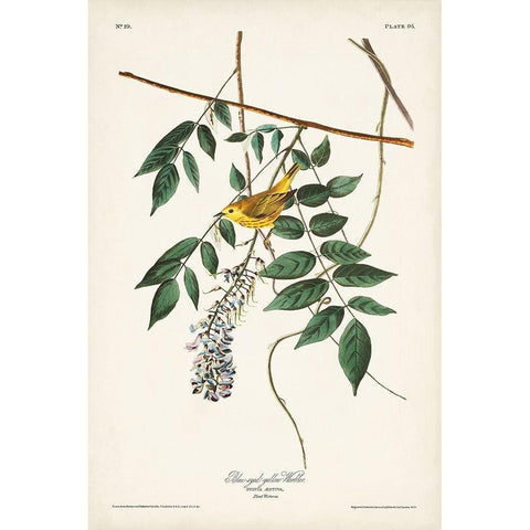 Pl. 95 Blue-eyed Yellow Warbler Gold Ornate Wood Framed Art Print with Double Matting by Audubon, John James