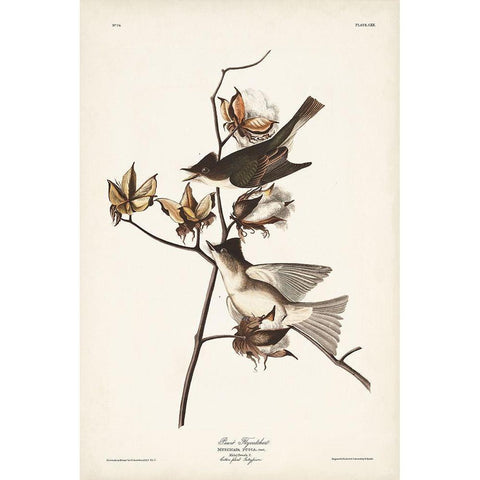 Pl. 120 Pewit Flycatcher White Modern Wood Framed Art Print by Audubon, John James