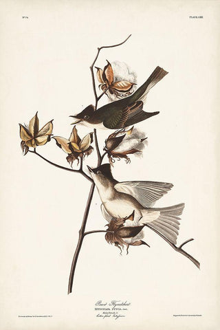 Pl. 120 Pewit Flycatcher Black Ornate Wood Framed Art Print with Double Matting by Audubon, John James