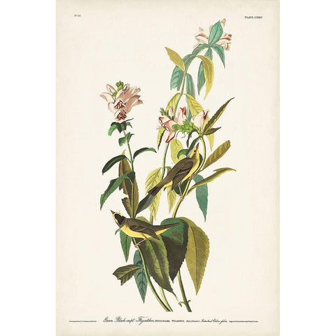 Pl. 124 Green Black-capt Flycatcher Gold Ornate Wood Framed Art Print with Double Matting by Audubon, John James