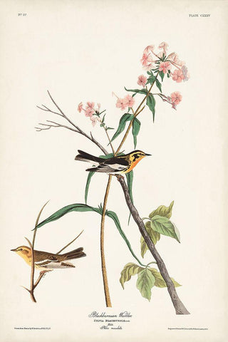 Pl. 135 Blackburnian Warbler Black Ornate Wood Framed Art Print with Double Matting by Audubon, John James