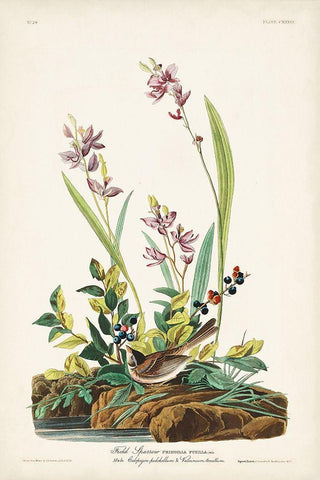 Pl. 139 Field Sparrow Black Ornate Wood Framed Art Print with Double Matting by Audubon, John James