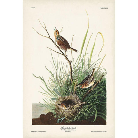 Pl. 149 Sharp-tailed Finch White Modern Wood Framed Art Print by Audubon, John James