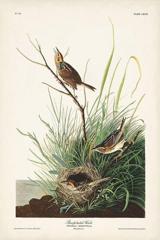 Pl. 149 Sharp-tailed Finch Black Ornate Wood Framed Art Print with Double Matting by Audubon, John James